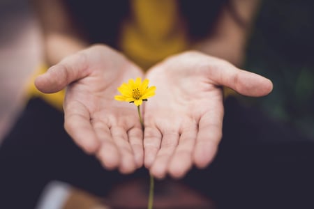 hands protecting growing flower